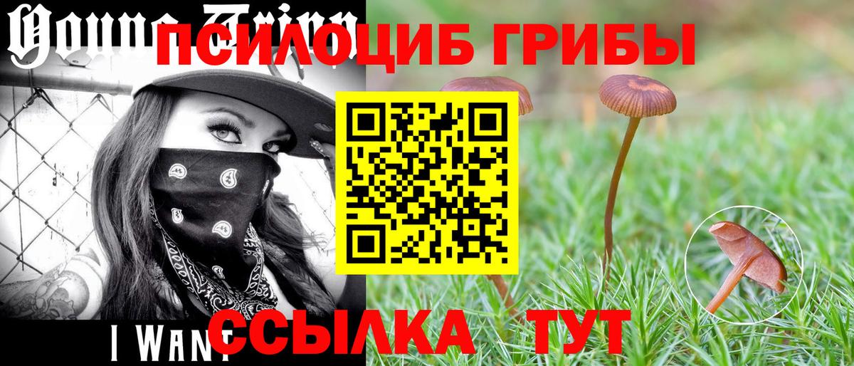 Псилоцибиновые грибы Psilocybe  Псилоцибиновые грибы Psilocybine cubensis  что такое наркотик  Вход с VPN  Нефтекумск 