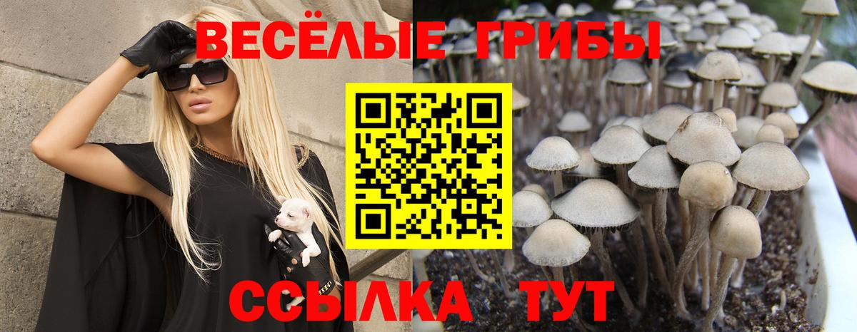 Псилоцибиновые грибы Cubensis Нефтекумск